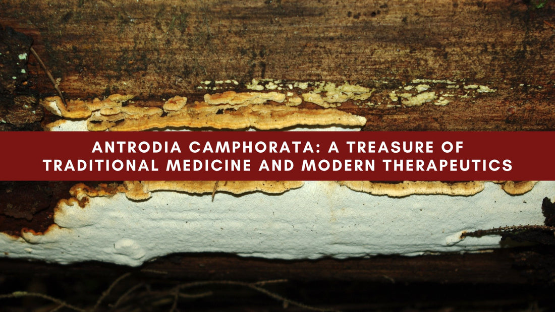 Antrodia camphorata: A Treasure of Traditional Medicine and Modern Therapeutics - Mushendo Organic Farm