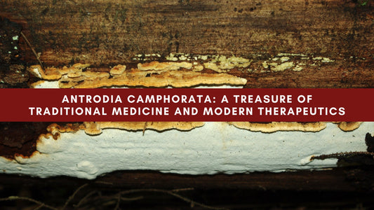 Antrodia camphorata: A Treasure of Traditional Medicine and Modern Therapeutics - Mushendo Organic Farm