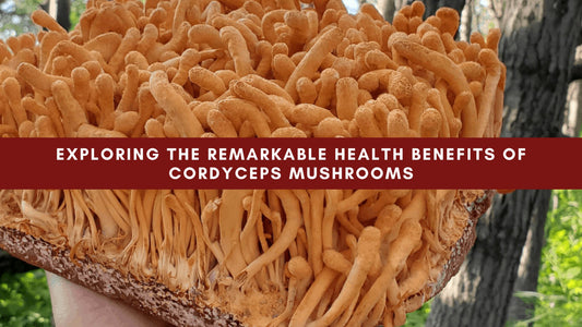 Exploring the Remarkable Health Benefits of Cordyceps Mushrooms - Mushendo Organic Farm