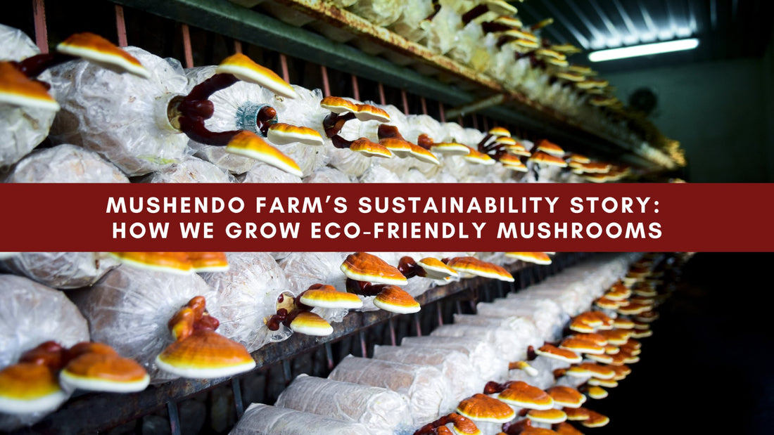 Mushendo Farm’s Sustainability Story: How We Grow Eco-Friendly Mushrooms - Mushendo Organic Farm