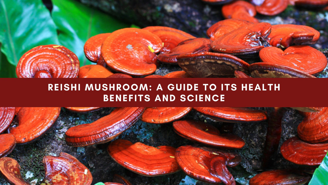 Reishi Mushroom: A Guide to Its Health Benefits and Science - Mushendo Organic Farm